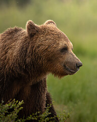 Obraz premium Ours brun dans un champs