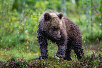 brown bear cub © Artem