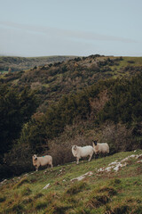 Obraz premium Sheep standing in Mendip Hills, Somerset, UK.
