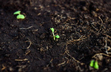 Young radish sprouts growing in the soil of greenhouse.