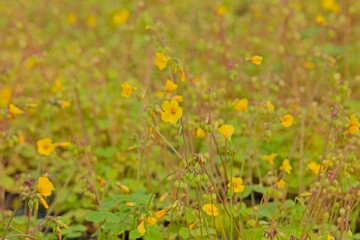 Closeup of Oxalis valdiviensis, the Chilean yellow-sorrel, is an Oxalis species found in Chile and Argentina.