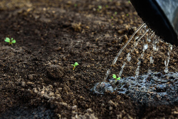 Watering of young radish sprouts growing in the greenhouse soil.