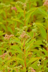 Closeup of penthorum sedoides, known by the common name ditch stonecrop, is a perennial forb native to the eastern United States and Canada which produces small white flowers.