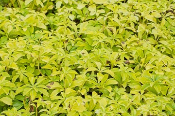 Closeup of pachysandra terminalis, the Japanese pachysandra, carpet box or Japanese spurge, is a...