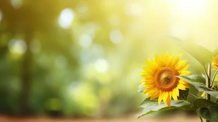  Summer banner featuring a vibrant sunflower against a beautiful nature background © Aliaksandra