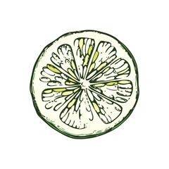 Lime fruit sketch in color. Citrus fruit slice hand-drawn vector illustration. Exotic plant drawing in watercolor style. Botanical design element. NOT AI-generated - 762280239