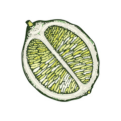 Lime fruit sketch in color. Citrus fruit slice hand-drawn vector illustration. Exotic plant drawing in watercolor style. Botanical design element. NOT AI-generated - 762280419