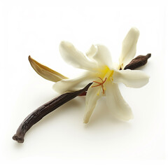 vanilla pod and flower