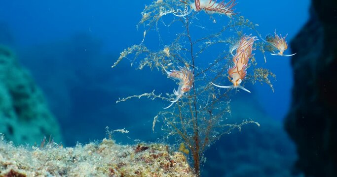  nudibranch flabellina together on a hydra colony  nudi branch nudybranch  underwater slug ocean scenery