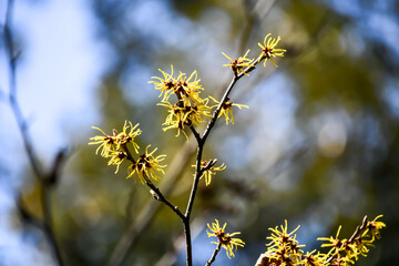 シナマンサク　Chinese witch hazel