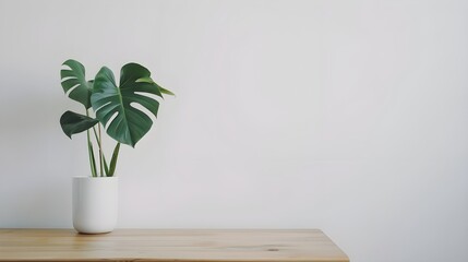 Beautiful monstera flower in a white pot stands on a wooden table on a white background. The concept of minimalism. Hipster scandinavian style room interior. Empty white wall and copy space
