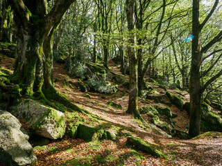 Dappled light in a forest glade with moss covered rocks in Devon
