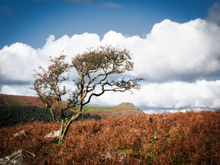 Single tree on the moor amongst bracken with billowing clouds behind