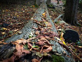 Autumnn leaves on a fallen tree