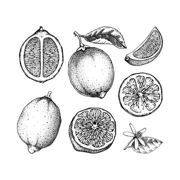 Vintage lime fruit sketches set. Citrus fruit, leaves, flowers. Hand-drawn vector illustration. Exotic plant drawing in engraved style. Botanical design element. NOT AI-generated