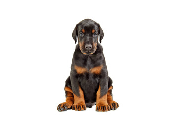 Portrait of doberman puppy isolated on white.