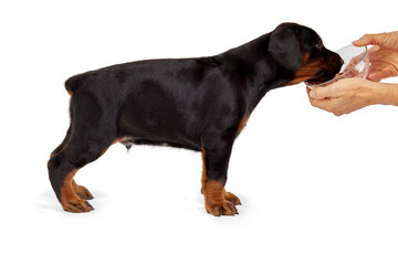 Doberman puppy eats from bowl in female hands.