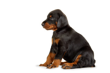 Portrait of little doberman dog.