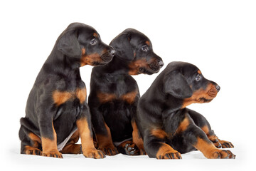 Three sitting and lying doberman puppies isolated on white.