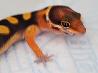 Leopard gecko, Eublepharis macularius, on white background