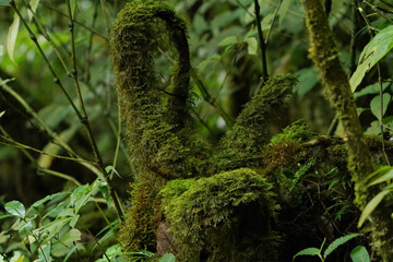 Fototapeta premium moss on the tree in the rainforest