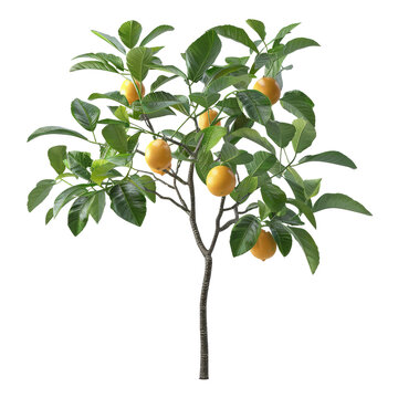 lemon tree branch isolated on transparent background