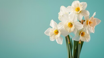 Bouquet of white narcissus on a turquoise colored backdrop isolated pastel background