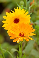 Clsoeup of Calendula officinalis, the pot marigold, common marigold, ruddles, Mary's gold or Scotch marigold, is a flowering plant in the daisy family Asteraceae. 