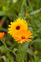Clsoeup of Calendula officinalis, the pot marigold, common marigold, ruddles, Mary's gold or Scotch marigold, is a flowering plant in the daisy family Asteraceae. 