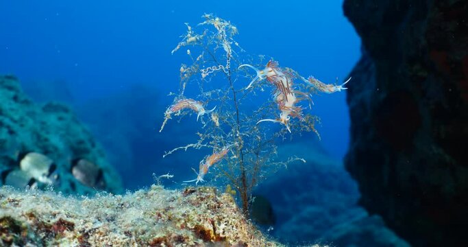  nudibranch flabellina together on a hydra colony  nudi branch nudybranch  underwater slug ocean scenery