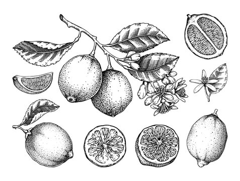 Lime fruit sketches set. Citrus tree branch, fruit, leaves and flowers. Hand-drawn vector illustration. Exotic plant drawing in engraved style. Botanical design element. NOT AI-generated