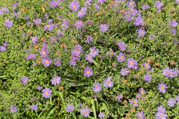 Closeup of Symphyotrichum novi-belgii, also known as New York aster, is a species of flowering...