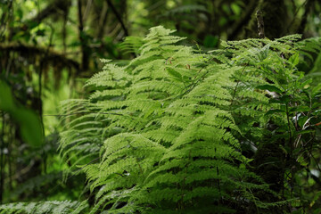 fern tree in the rainforest