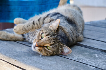 A striped cat lies on a gray wooden floor, staring intently at the camera on a sunny summer's day.