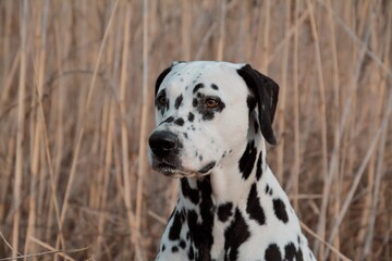 Portrait of a beautiful black and white dog 