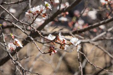 Apricot trees in blossom in the Western Hajar Mountains, Wakan, Oman