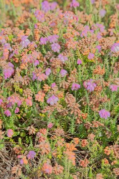 Closeup of erica tetralix, the cross-leaved heath, is a species of flowering plant in the family Ericaceae, native to western Europe. 