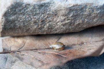Tiny snail on leave next to a rock