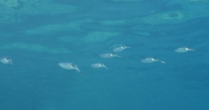squid school underwater close up cuttlefish big eye Loligo vulgaris cephalopod Decapodiformes 