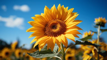Foto op Canvas A majestic sunflower captured against a clear blue sky, allowing the viewer to appreciate its grandeur and vibrant yellow petals © HASHMAT