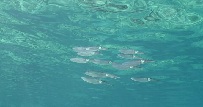squid school underwater close up cuttlefish big eye Loligo vulgaris cephalopod Decapodiformes 