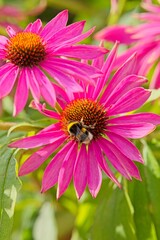Closeup of Saxifraga hostii flower.