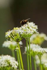 Hylotelephium telephium, known as orpine, livelong, frog's-stomach, harping Johnny and witch's moneybags, is a succulent perennial groundcover of the family Crassulaceae native to Eurasia.