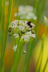 Hylotelephium telephium, known as orpine, livelong, frog's-stomach, harping Johnny and witch's moneybags, is a succulent perennial groundcover of the family Crassulaceae native to Eurasia.
