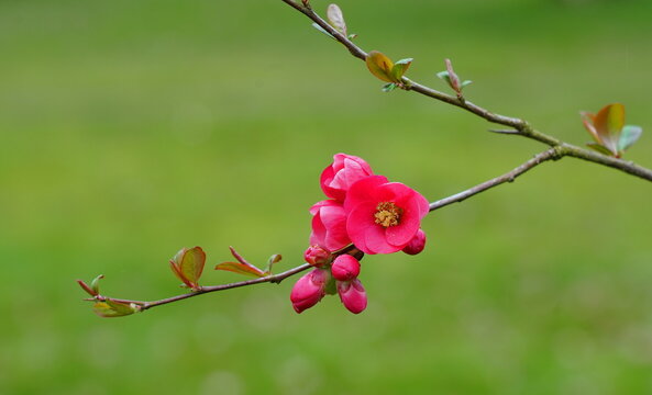 ornamental quince in the garden,zierquitte im garten