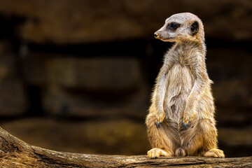 Alert Meerkat on Log in Natural Habitat