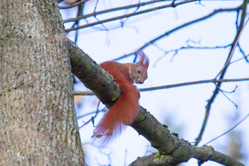 squirrel on a tree branch in the forest, closeup of photo