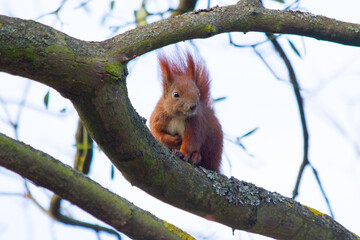 red squirrel on a tree branch in the spring forest close-up