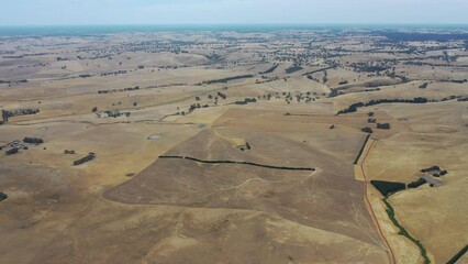 Beef Angus and Wagyu cows grazing in a field in a dry summer. Cow Herd on a farm practicing regenerative agriculture on a farming landscape. Fat Cattle at dusk
