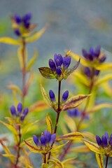 Closeup of Gentiana clausa, one of several plants with the common name 